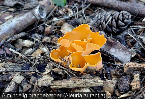  almindelig orangebæger